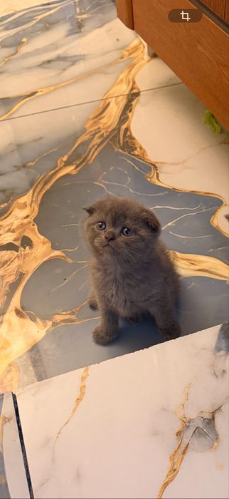 Британски и шотлански котенаца