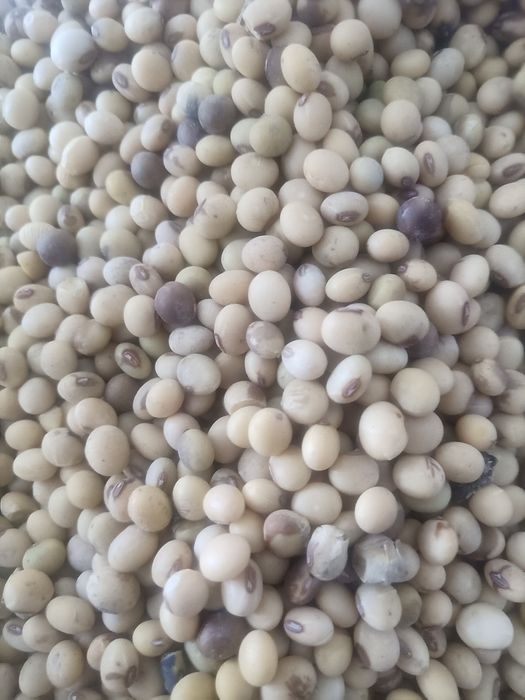 соя тұқымы сатылады