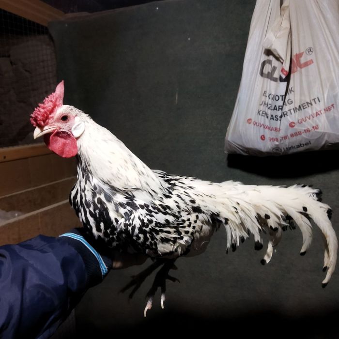 Продам японский петух