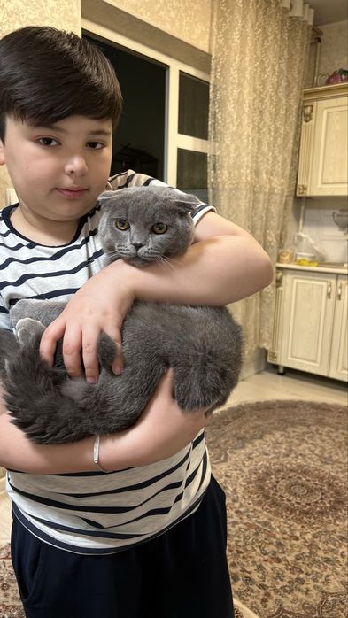 Породистая шатлантская вислоухая  кошка приученная