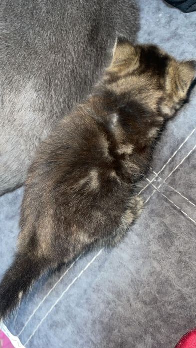 Шотланские малыши