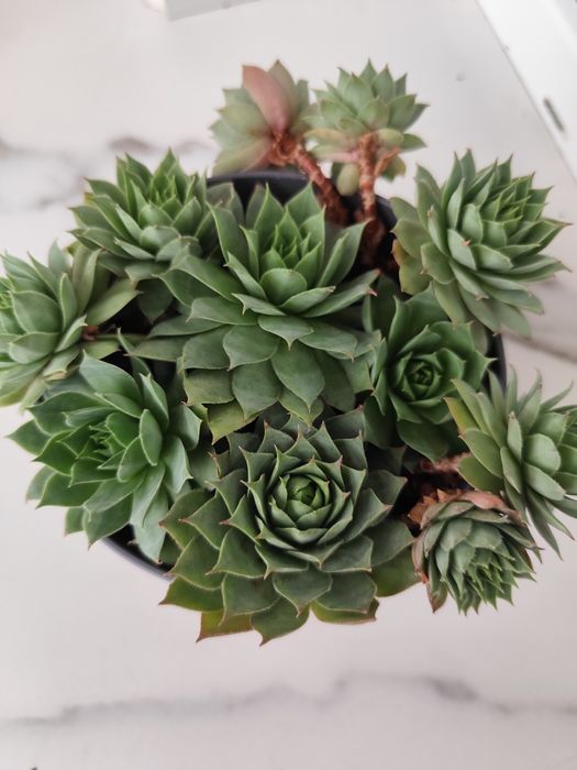 2 ghivece cu Sempervivum