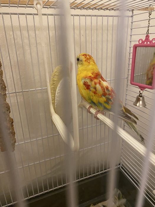 Se vinde Papagal superb