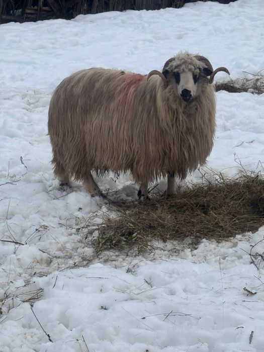 Berbec stramior  ….