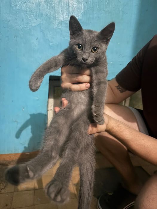 Отдам котенка мальчик ~2 месяца