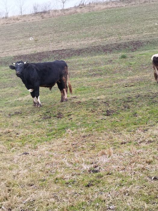 Vând doi tauri 20 kg