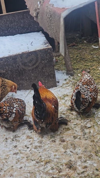 Familie brahma 1+1 si mii de flori 1+1