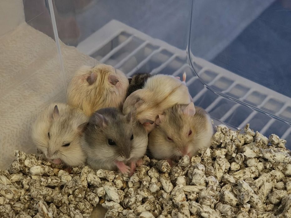 Hamsteri pitici