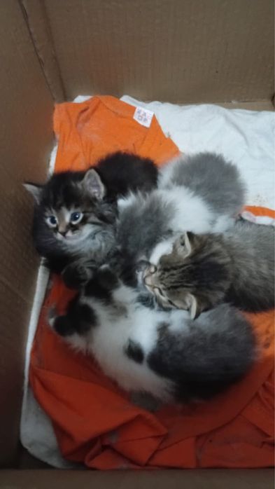 Отдам котят в хорошие руки