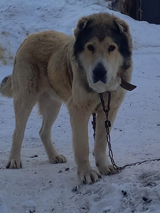 Кабель казахского төбета для вязки