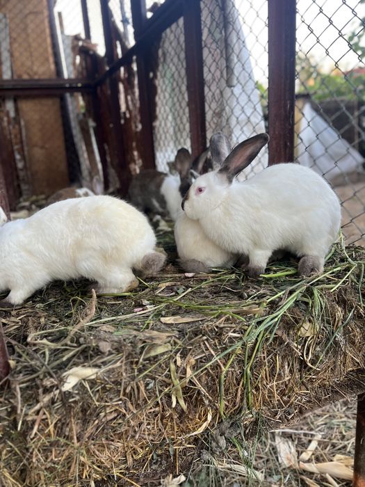 Vand iepuri Hycole Francez – vaccinați, vigurosi și bine întreținuți!