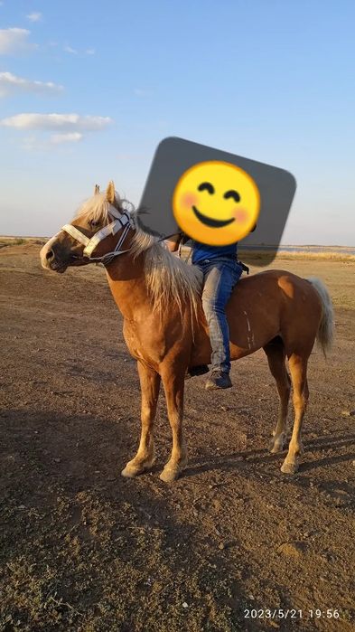 Продается жеребец