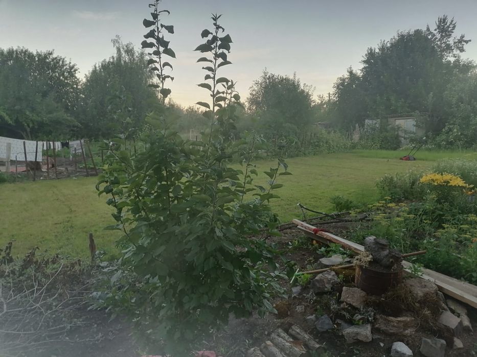 Дача в Бухтарме