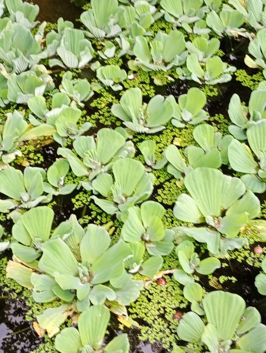 Salata de Nil -pistia, zambile amazoniene, plante de apa plutitoare.