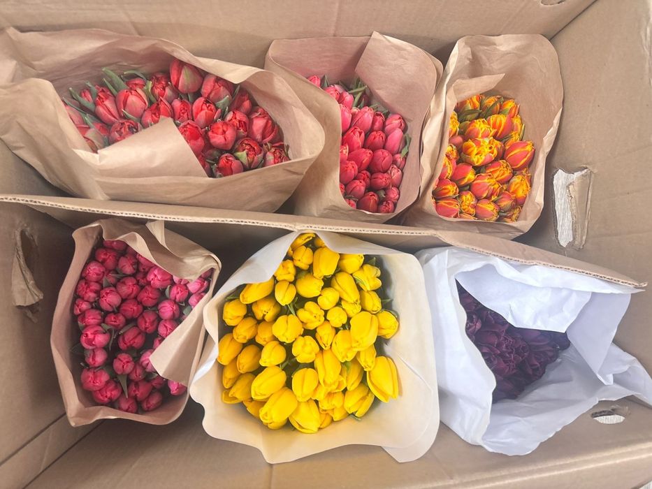 Тюльпаны крупные,Теплица Алматы