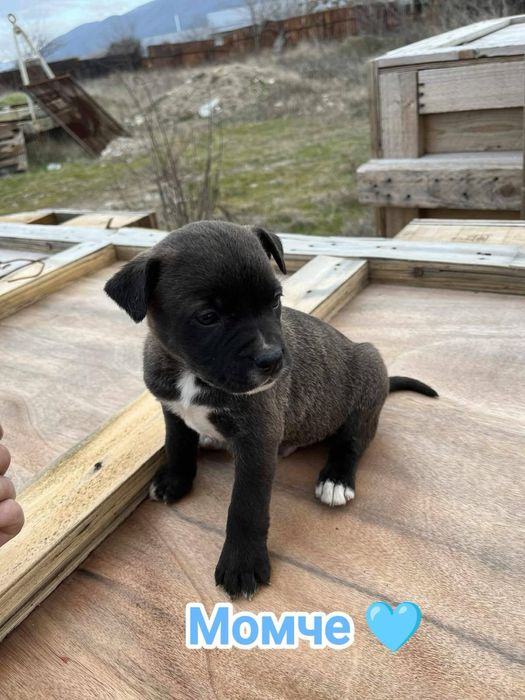 Кучета, които търсят спешно дом