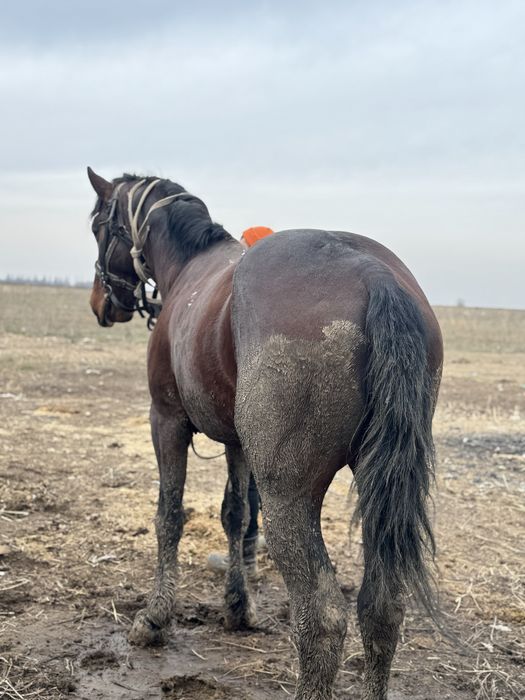 Айғыр,ат,лошадь,жеребцы