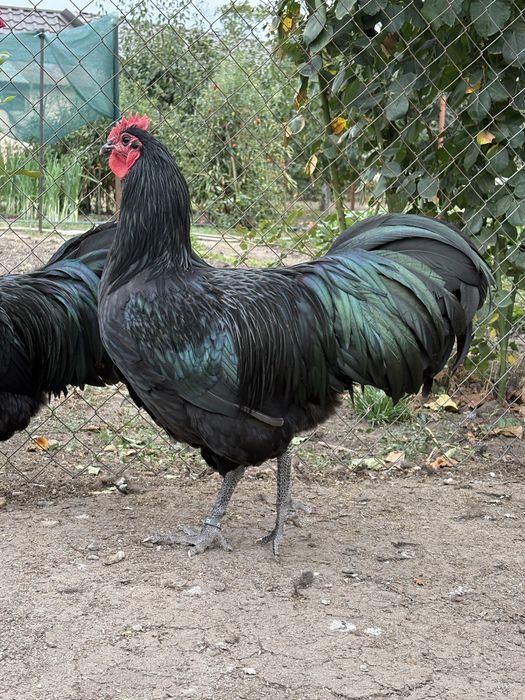 Cocosi australorp negru