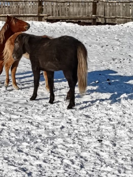 Продам жеребёнка. 2024 года