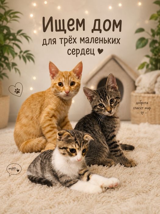 Пристраиваются котята в добрые руки