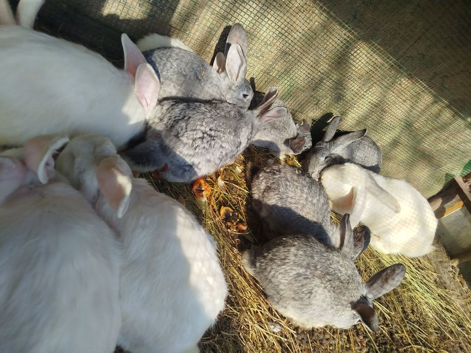 Zotdor quyonlar sotiladi