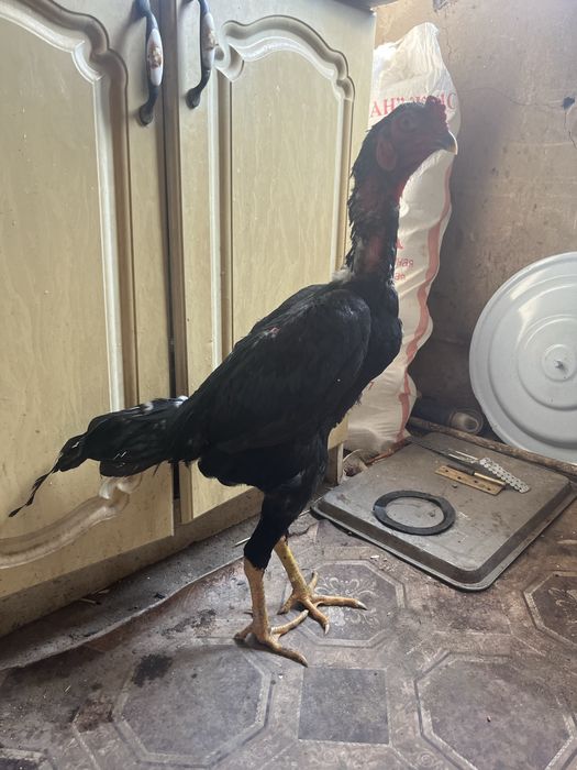 Бойцовый дакан ганой микс китай 7 месяцев