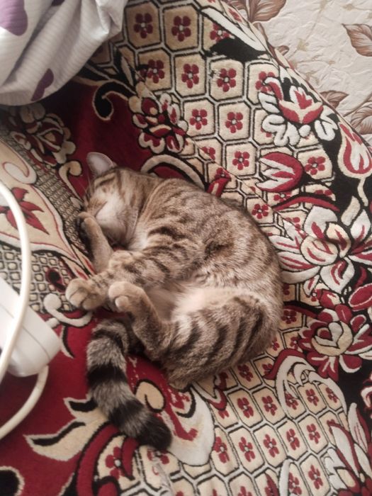 Отдам в добрые руки