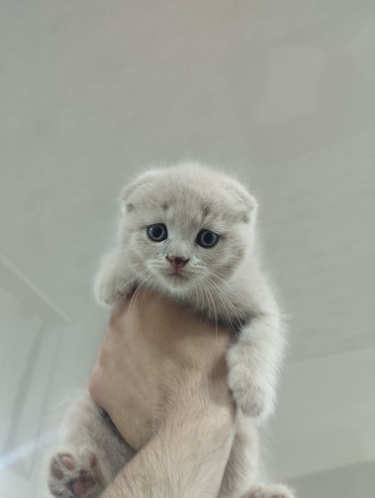 Продаются кот 1.5 мес