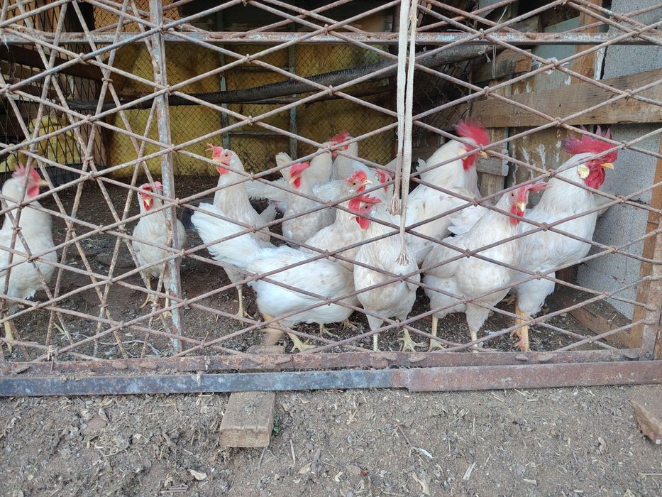 Tovuqlar sotiladi tuhumda uy sharoitida boqilgan