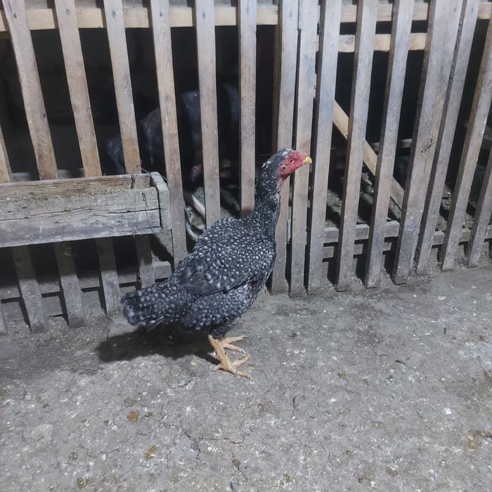 Корейц китай крупный