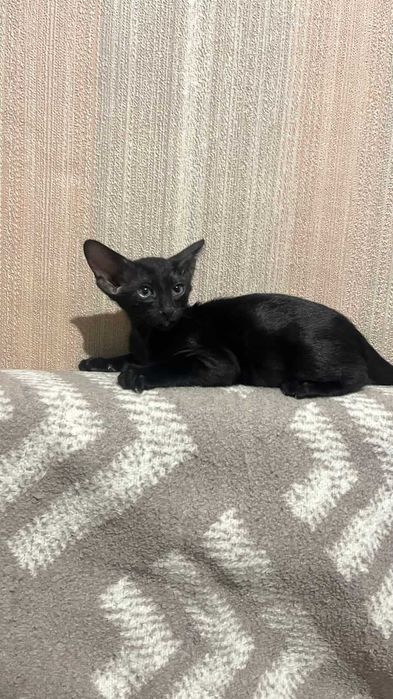 Ориентальные котята