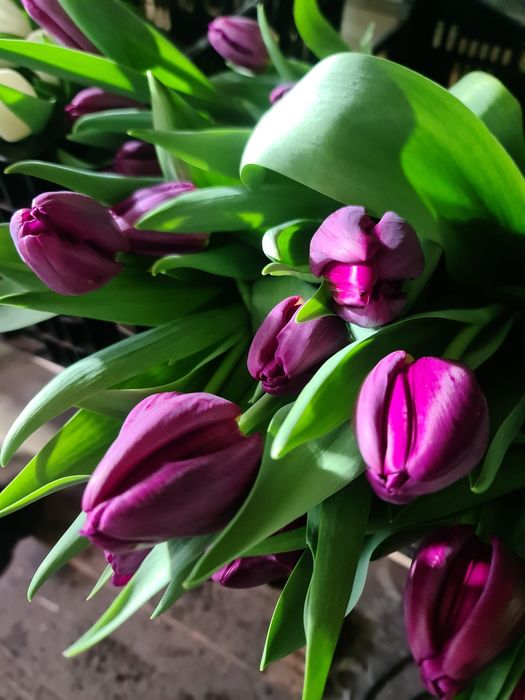 Тюльпаны триумф оптом Алматы и область