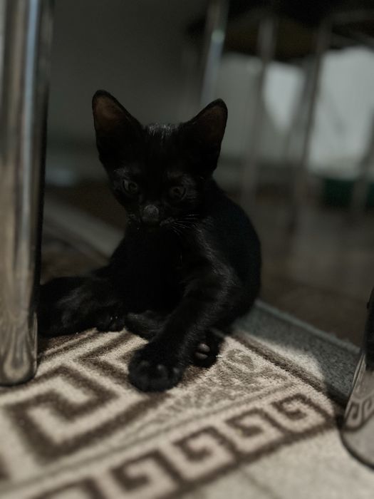 Черный котенок в добрые руки