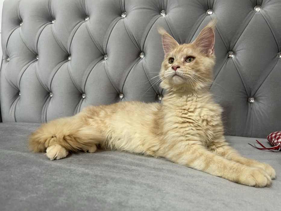 Femela maine coon felisa autorizata