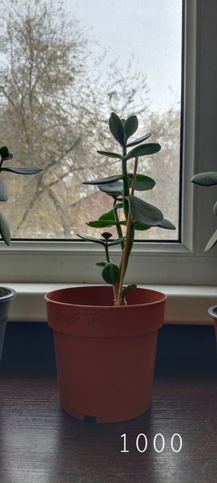 Комнатные растения и цветы
