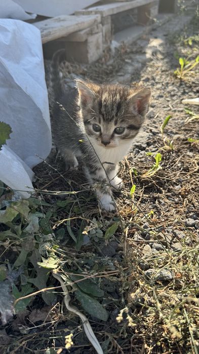 Отдам   Даром котят в хорошие руки