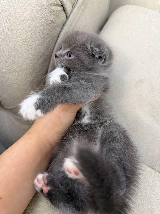 britanskiy srochna sotiladi