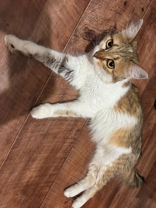 Кошка отдам бесплатно