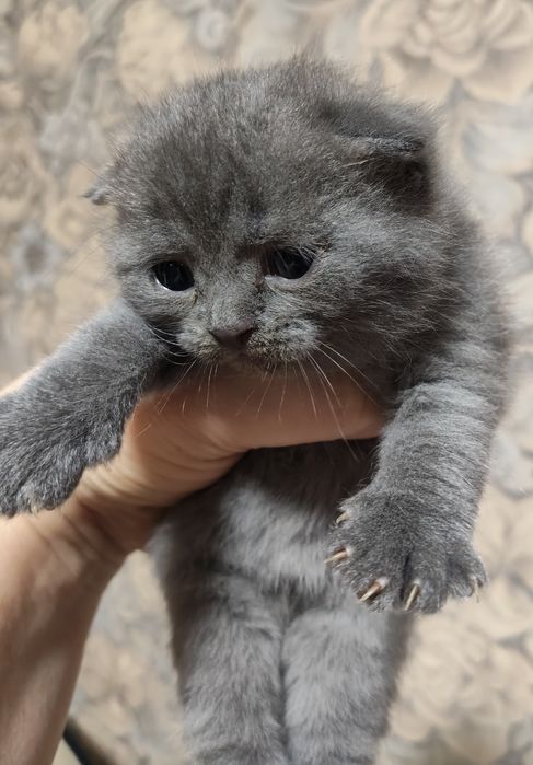 Продам котят скоттиш фолды  и скоттиш стратт