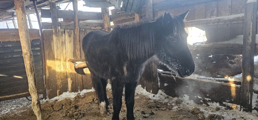 Продам кобылу 5-6 лет стоит в поселке жалгызкарагай