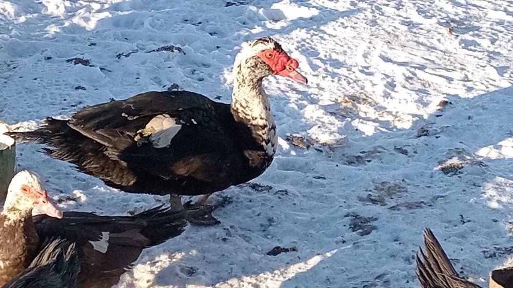 Продаются индоутки