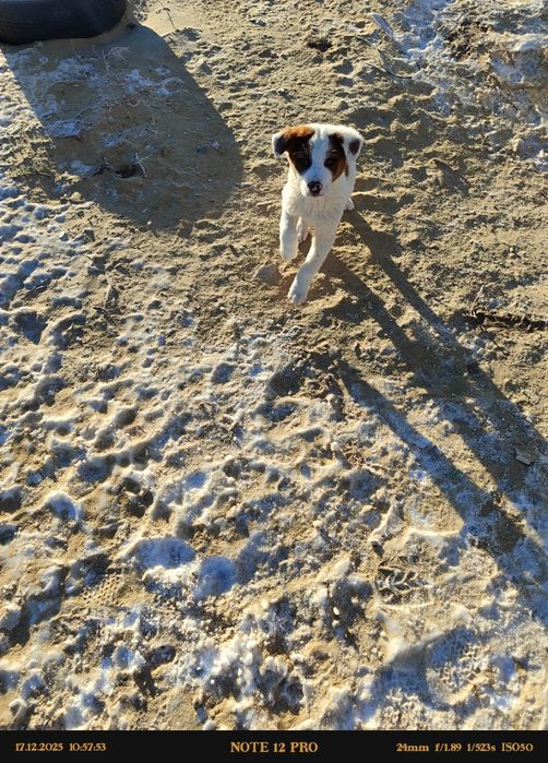 Еркек күшіктер сатылады