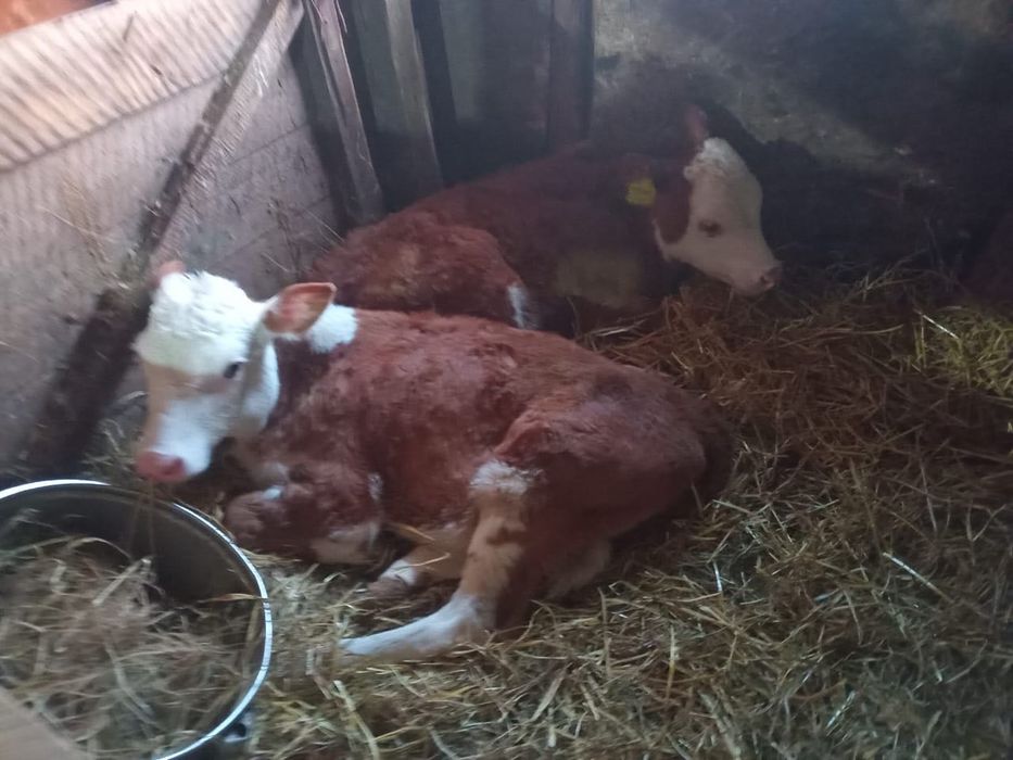Продам коров и телят