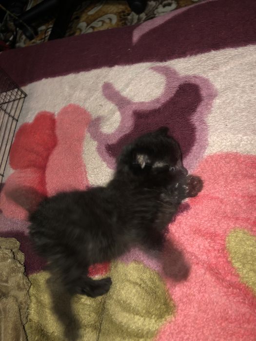 Отдам кошку и котенка