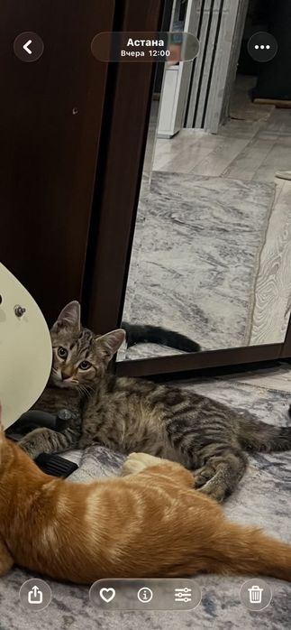 Отдам котёнка в добрые руки. Мальчик
