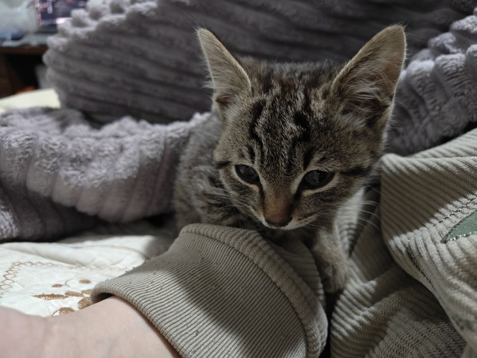 Отдам котенка мальчика в добрые руки