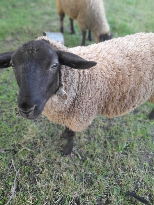 Mieluta suffolk