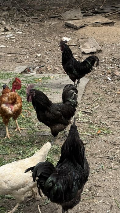 Петушки Ухейлюль , Шымкент