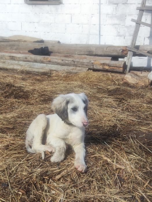 Тазы күшік сатылады