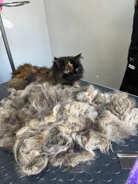 Экспресс линька стрижка кот собака